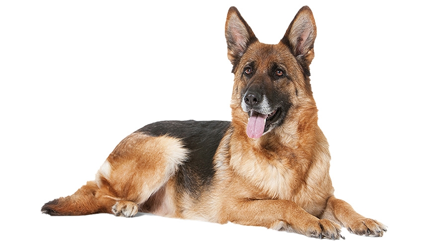 德國牧羊犬忠誠聰明唔易養-性格分析-飼養貼士及健康檢查建議